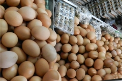 Visita a mercato 3